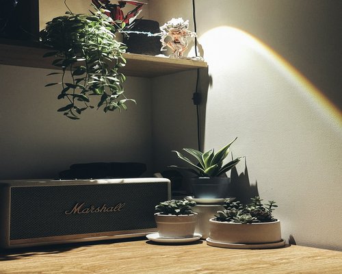 Cozy desk setup with warm lighting and plants